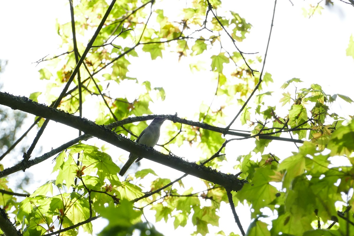 Eurasian Blackcap - Vitaly Muravev