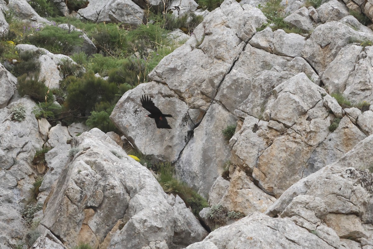 Red-billed Chough - ML619390000