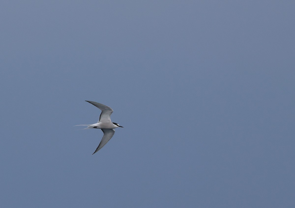 Aleutian Tern - Chi-Hsuan Shao