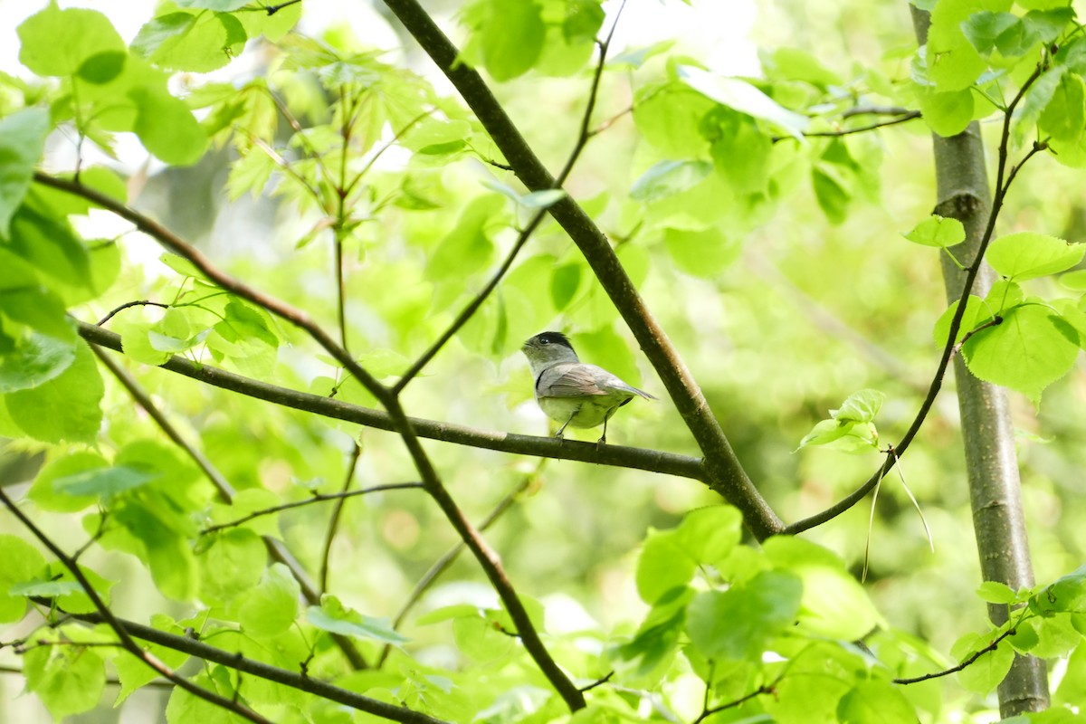 Eurasian Blackcap - Vitaly Muravev