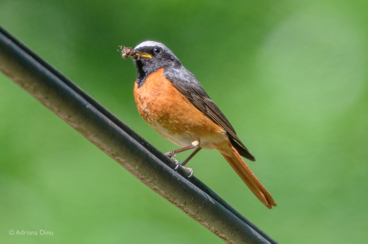 Common Redstart - Adriana Dinu