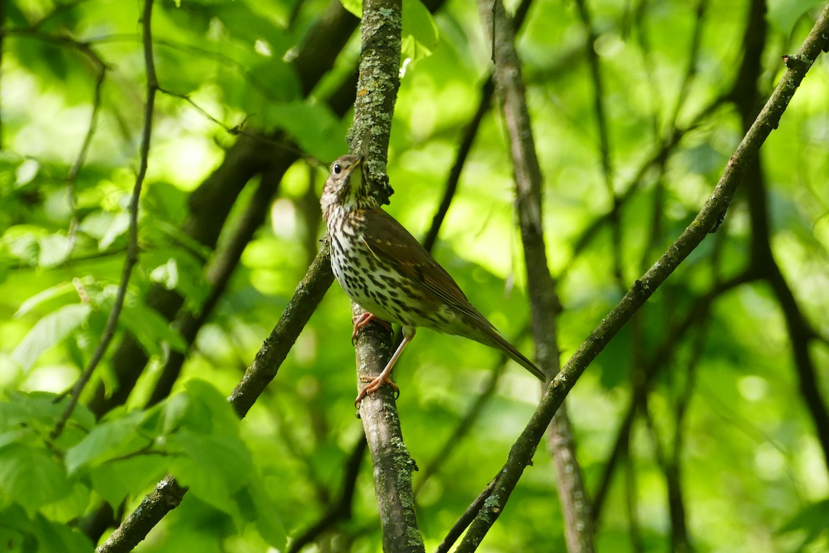 Song Thrush - Vitaly Muravev