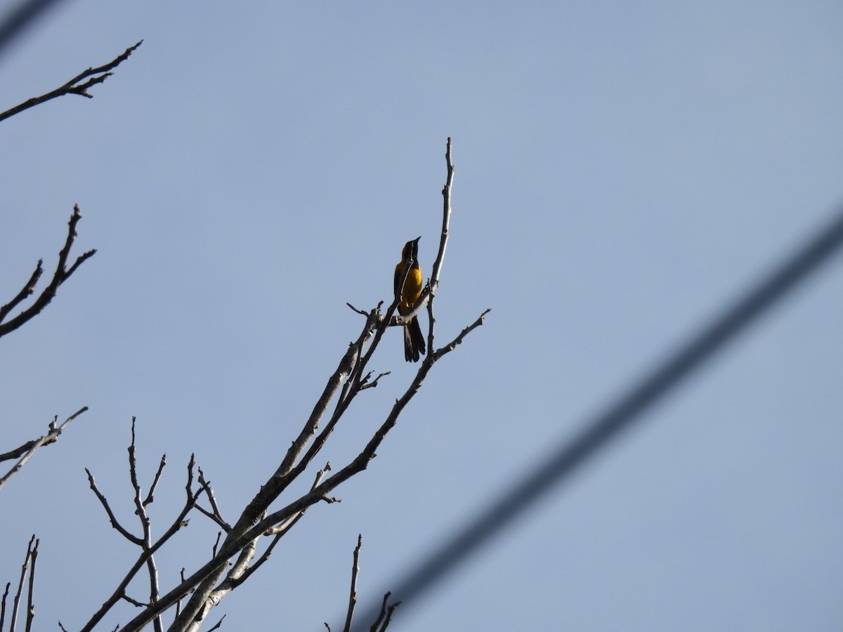 Orange-crowned Oriole - Eunice Benko @bahianaii