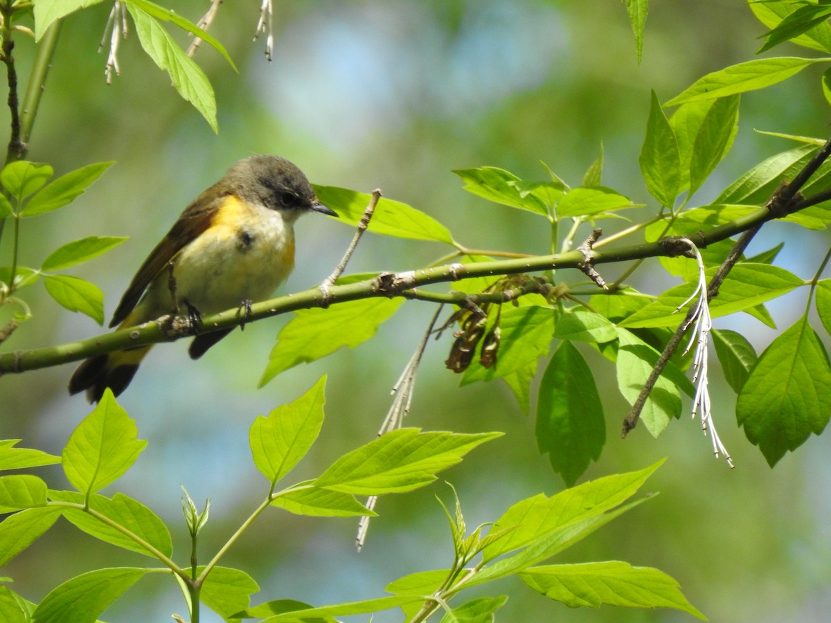 American Redstart - carol villeneuve