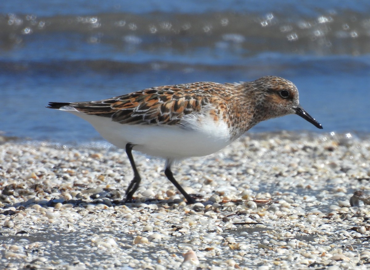 Bécasseau sanderling - ML619390025