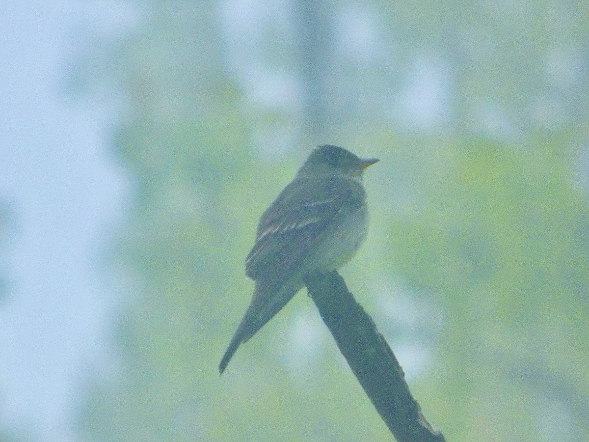 Eastern Wood-Pewee - Chris Wei