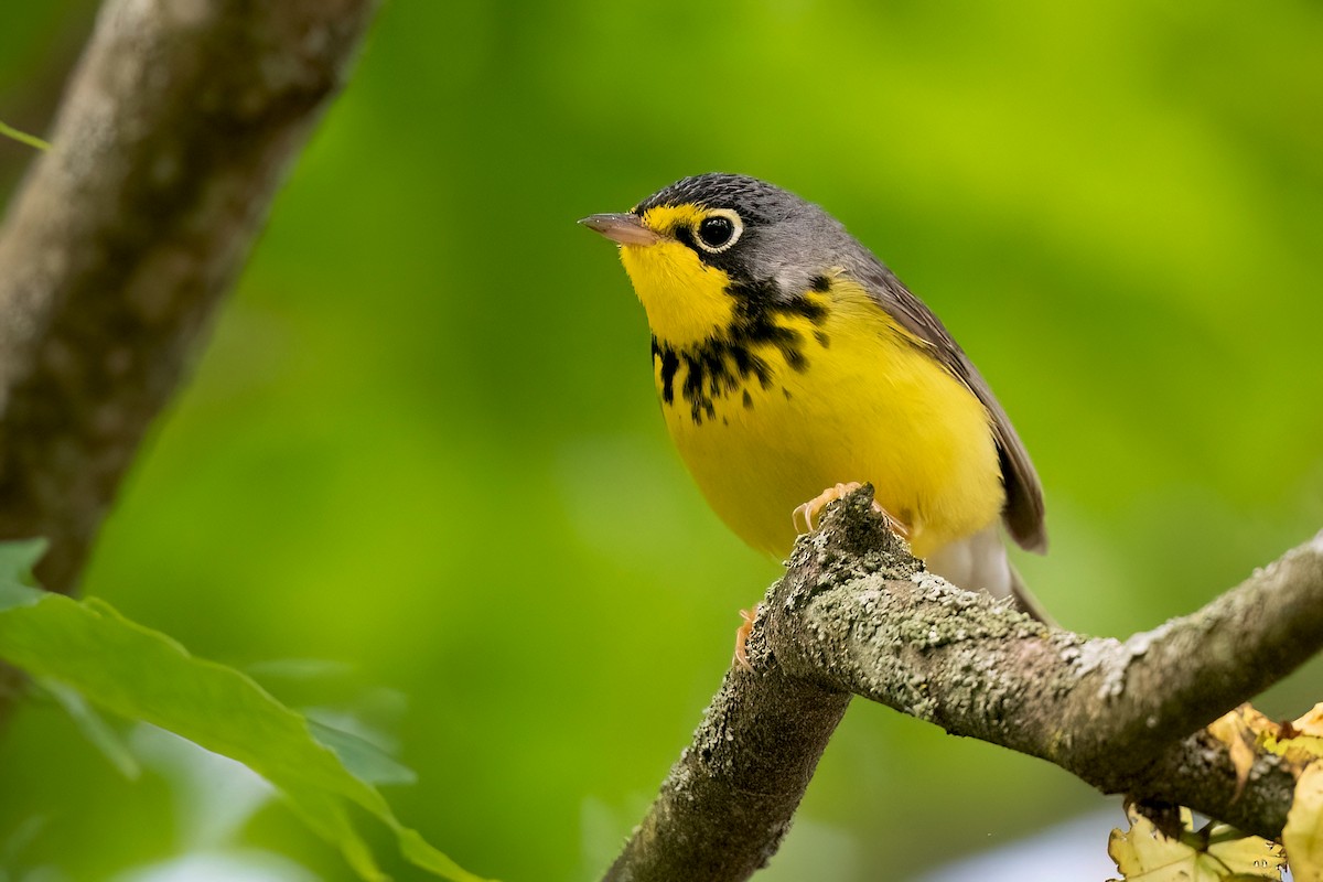 Canada Warbler - Sue Barth