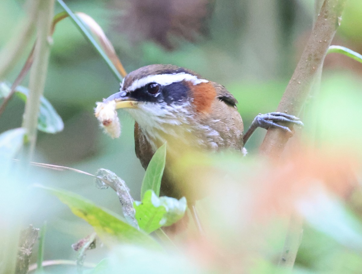 Streak-breasted Scimitar-Babbler - ML619390044