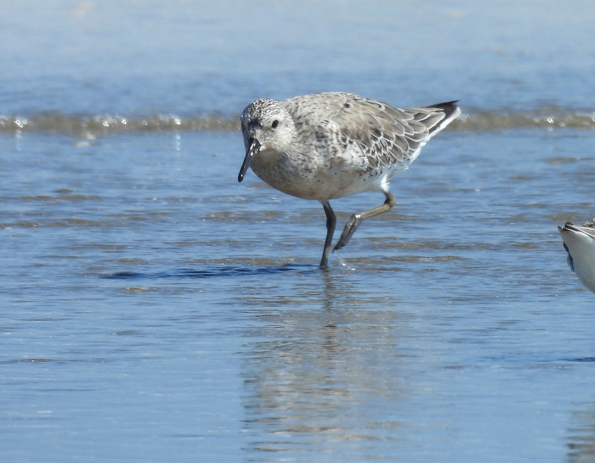 Red Knot - ML619390046