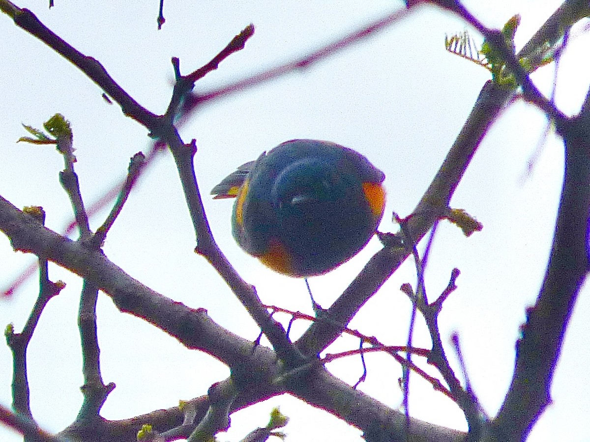 American Redstart - Chris Wei