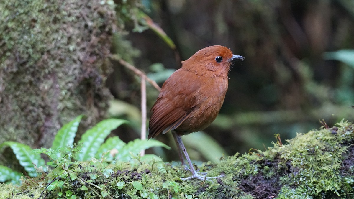 Chestnut Antpitta - Paul Gössinger