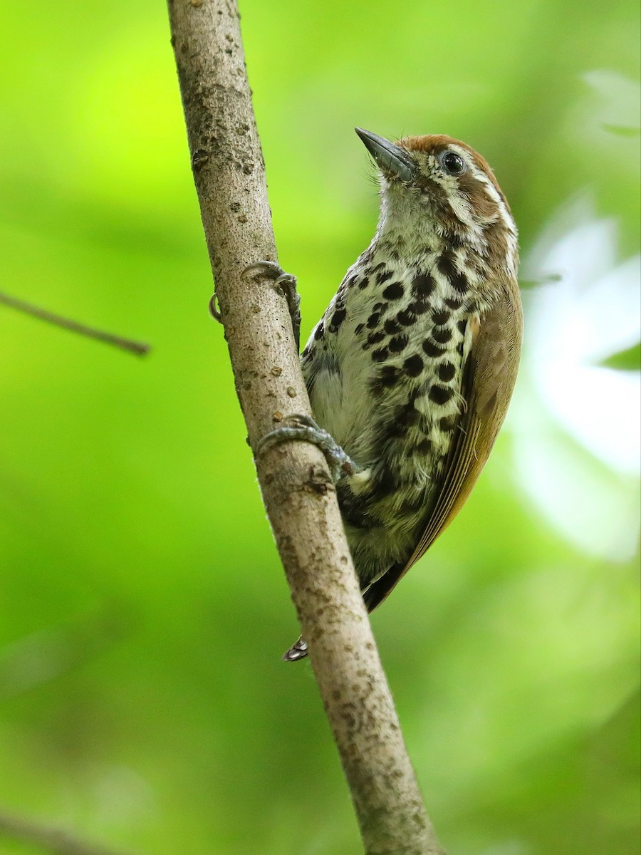 Speckled Piculet - Matthias Alberti