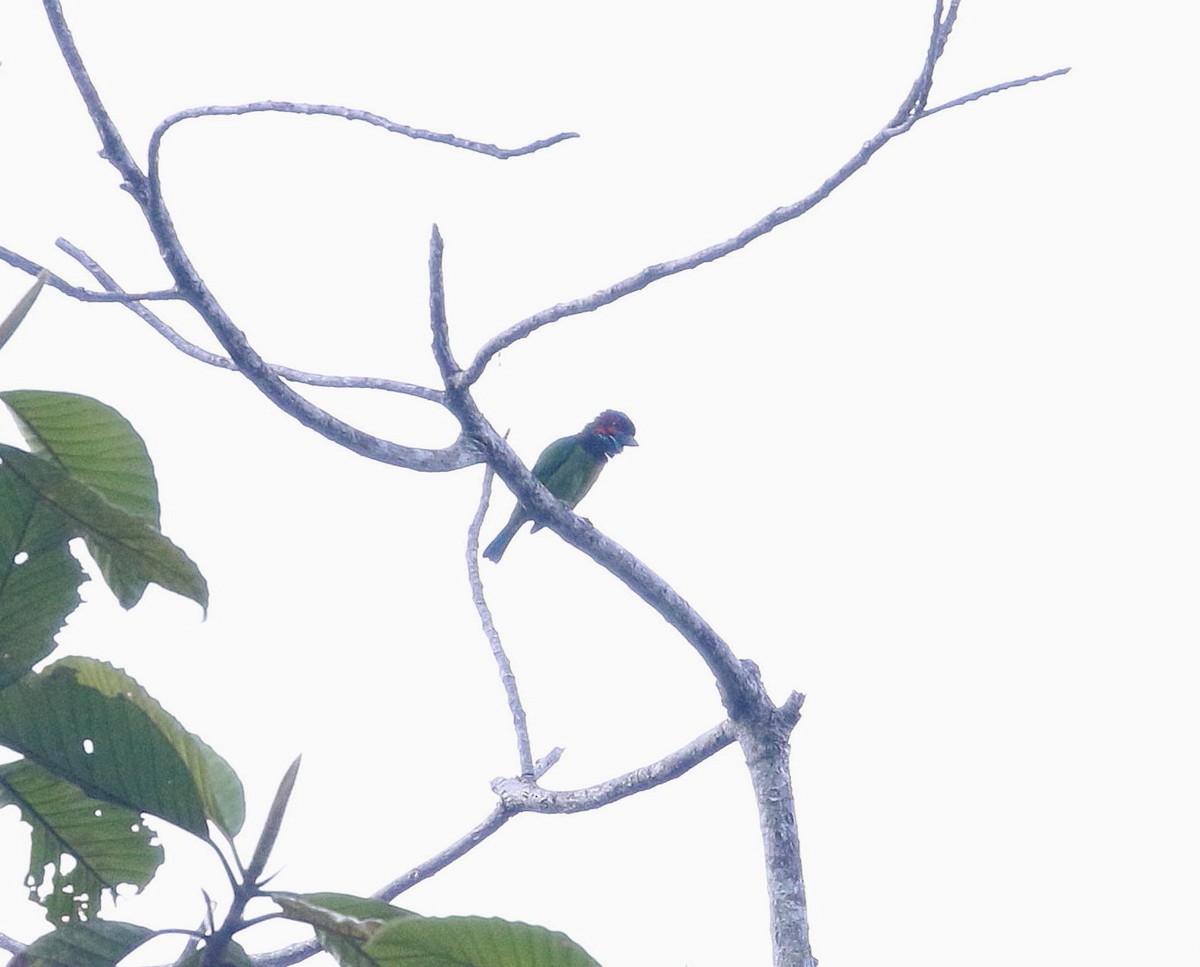 Black-eared Barbet - Neil Osborne