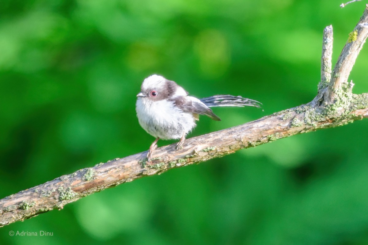 Long-tailed Tit - ML619390086