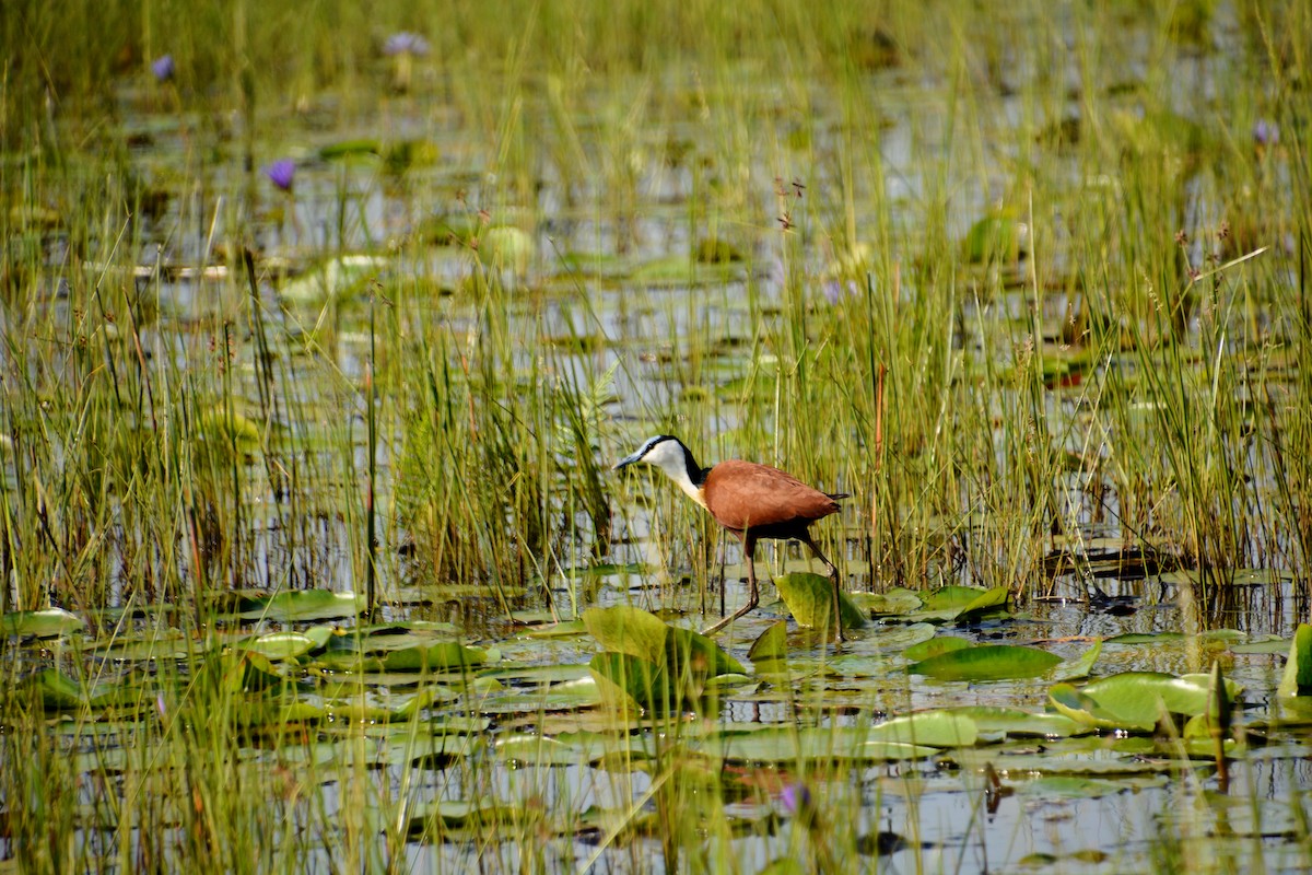 Jacana à poitrine dorée - ML619390090