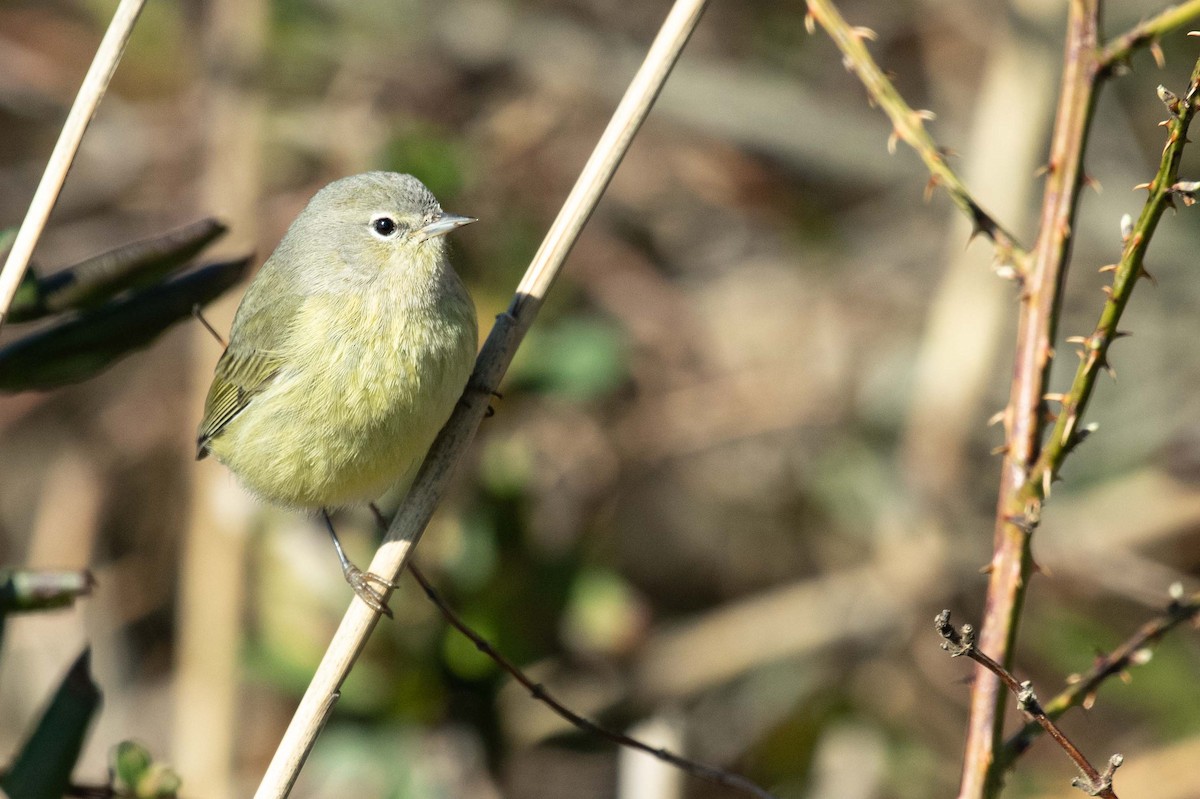 Orange-crowned Warbler - ML619390099