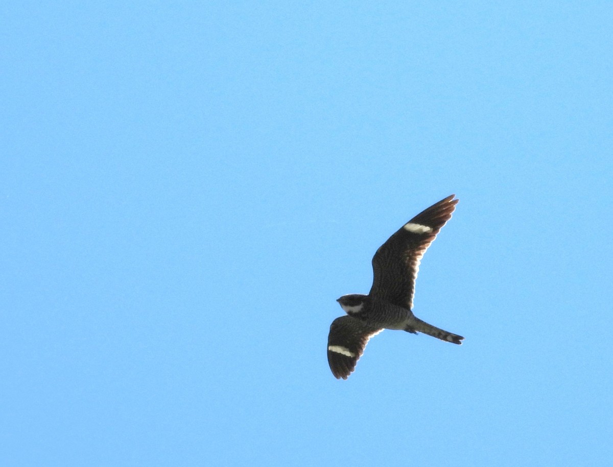 Common Nighthawk - Daniel Lane