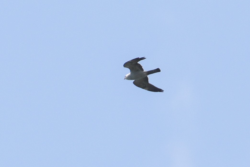 Mississippi Kite - Owen Woodhouse