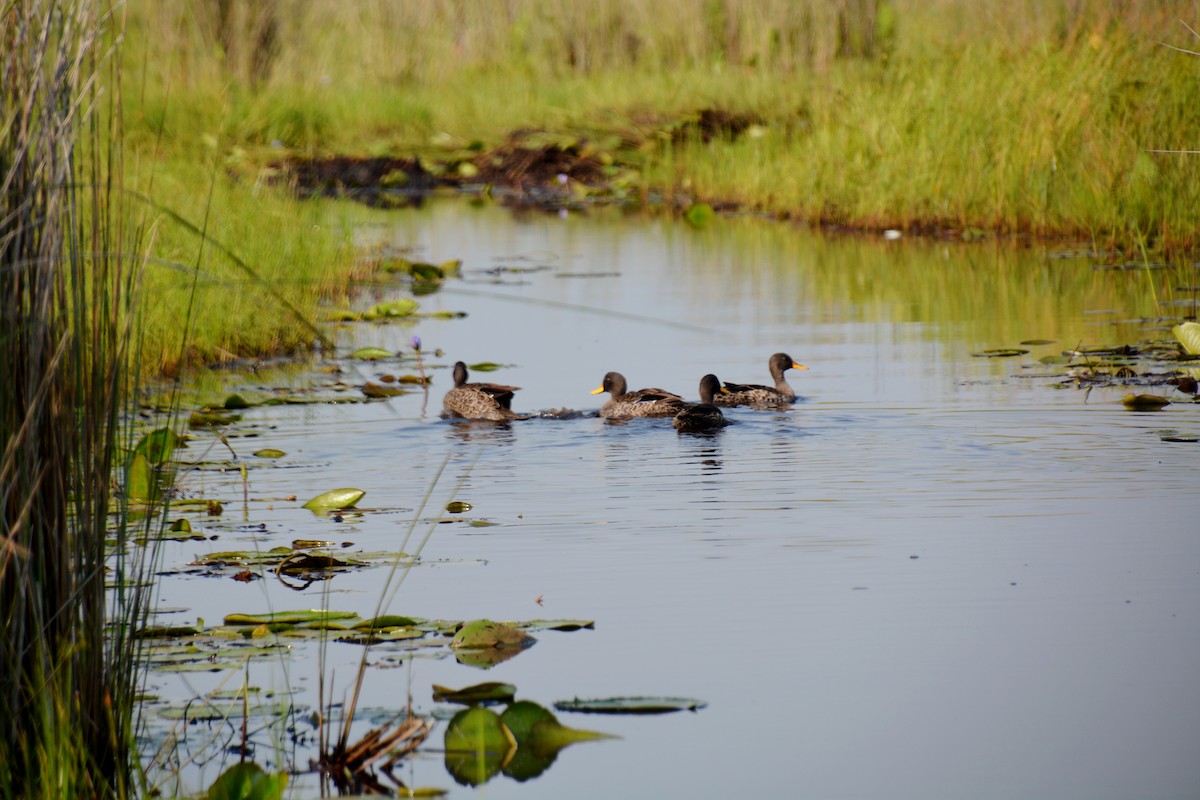 Yellow-billed Duck - ML619390118