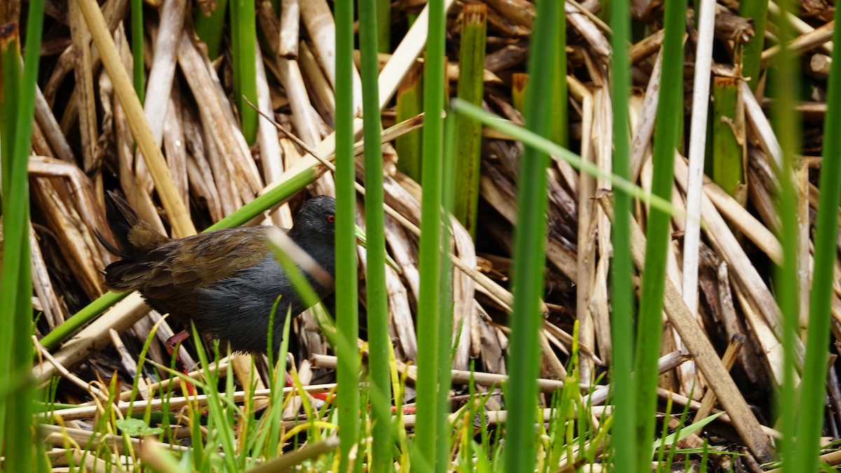 Plumbeous Rail - ML619390130