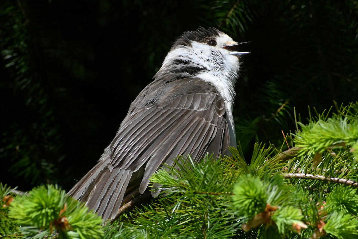 Mésangeai du Canada - ML619390150