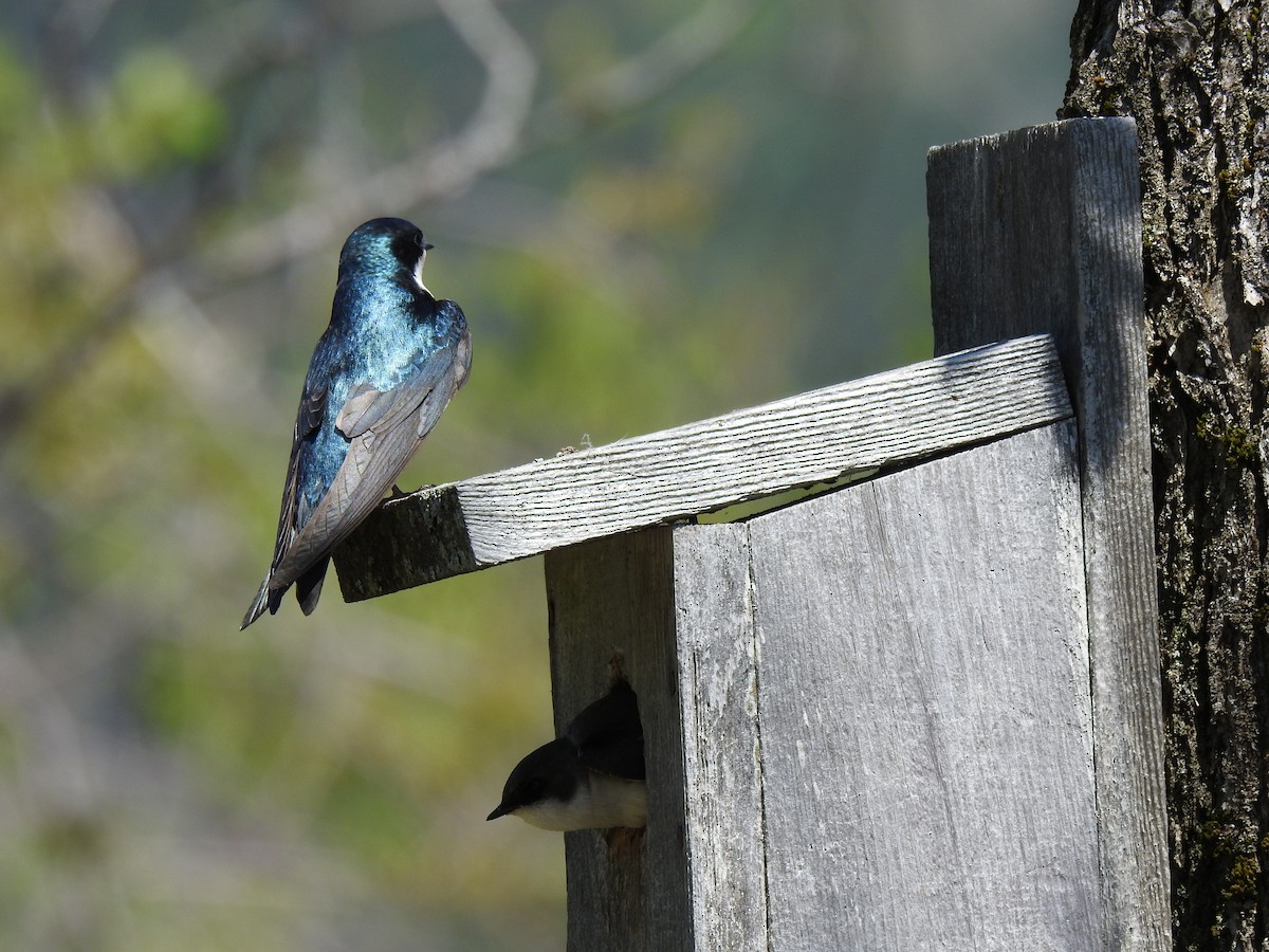 Tree Swallow - carol villeneuve