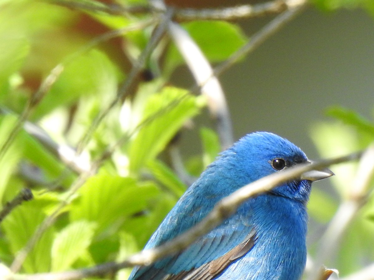 Indigo Bunting - carol villeneuve