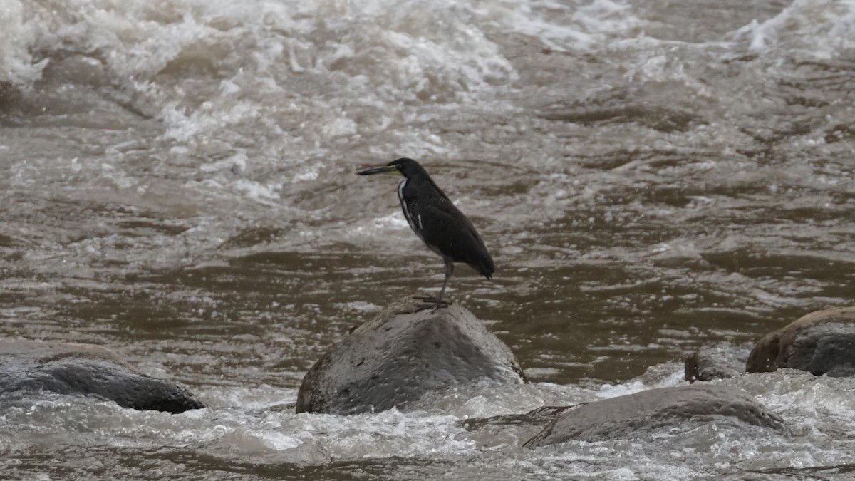 Fasciated Tiger-Heron - ML619390164