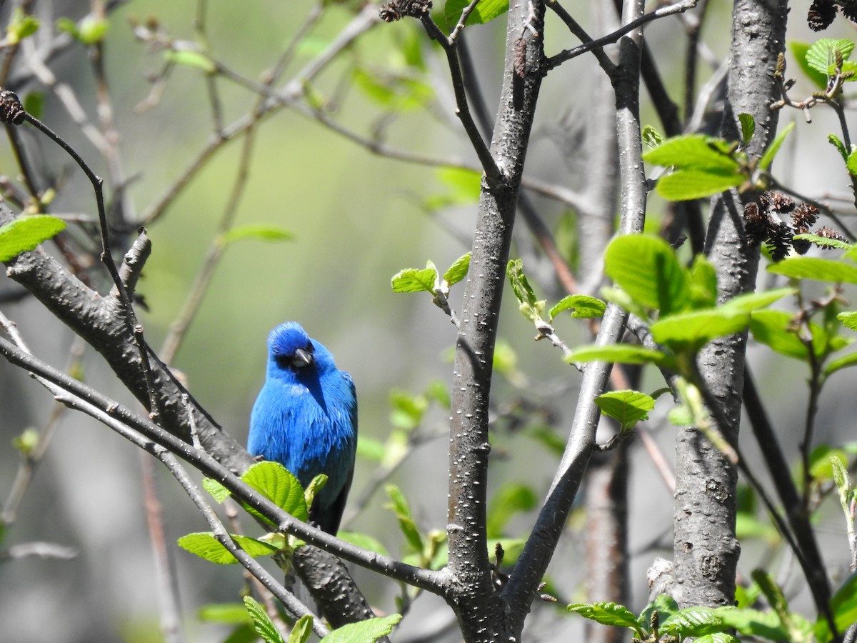 Indigo Bunting - carol villeneuve