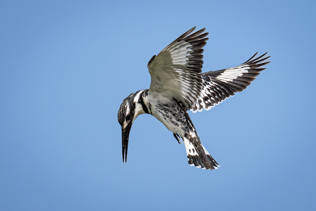 Pied Kingfisher - ML619390176