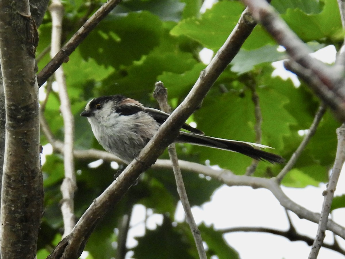 Long-tailed Tit - Stan Arnold