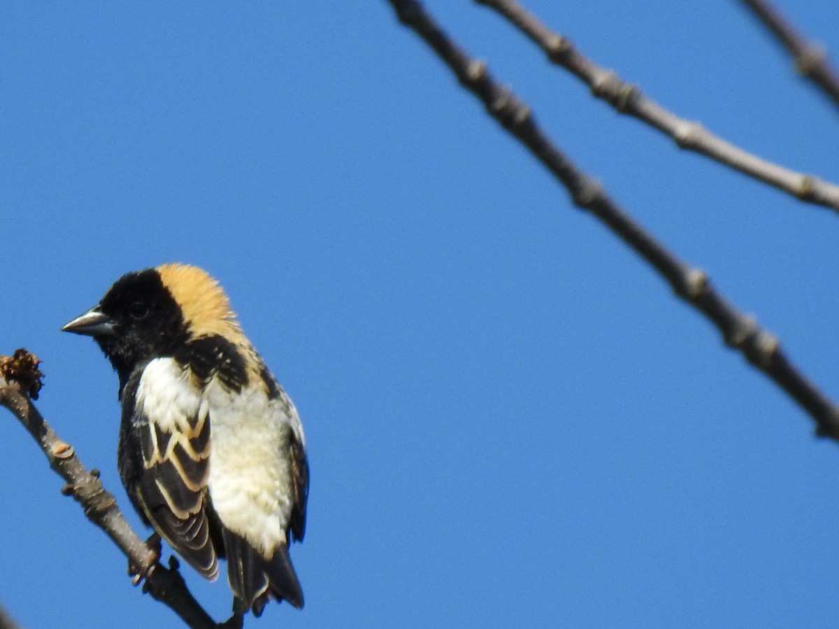 Bobolink - carol villeneuve