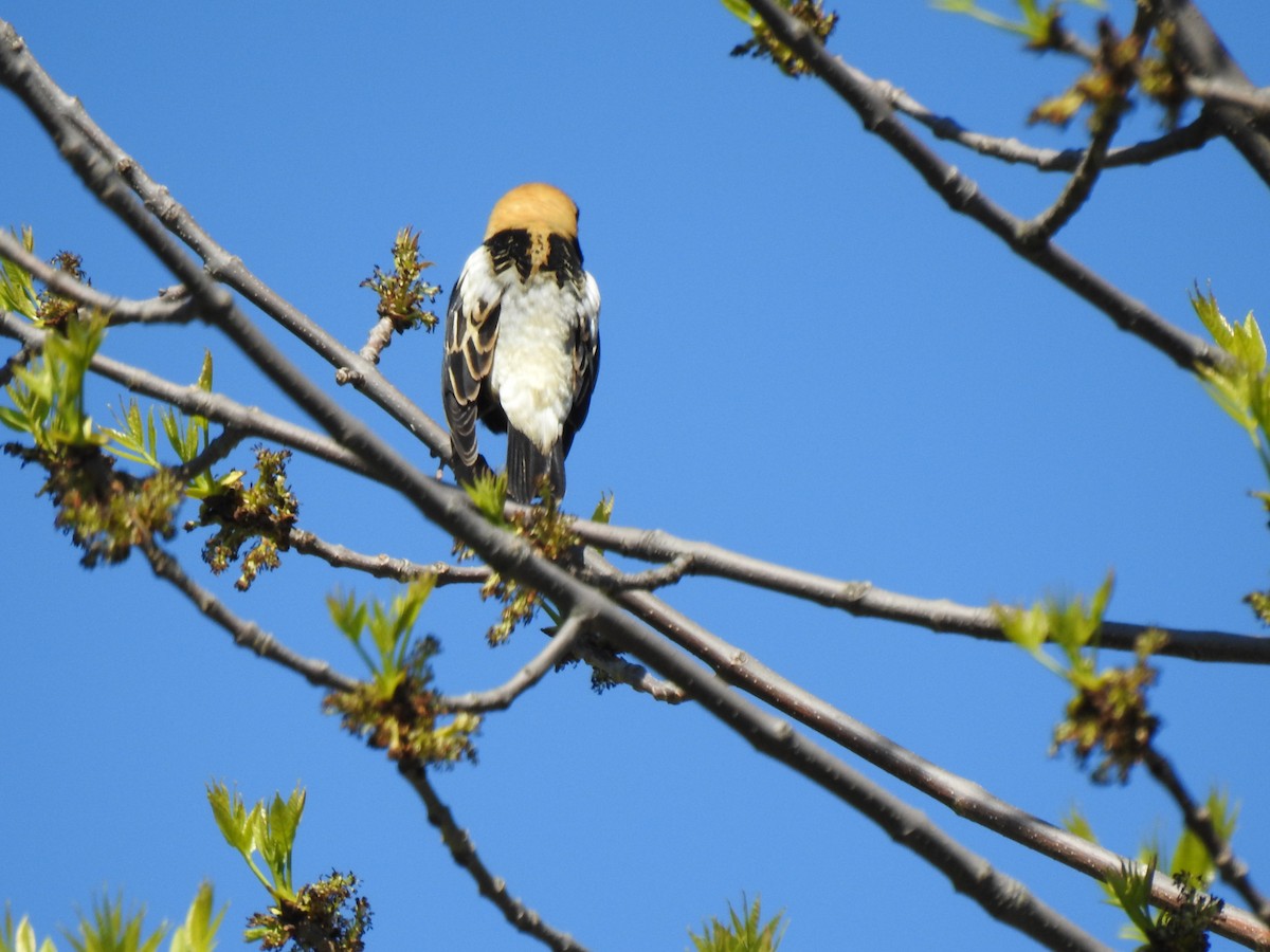 Bobolink - carol villeneuve