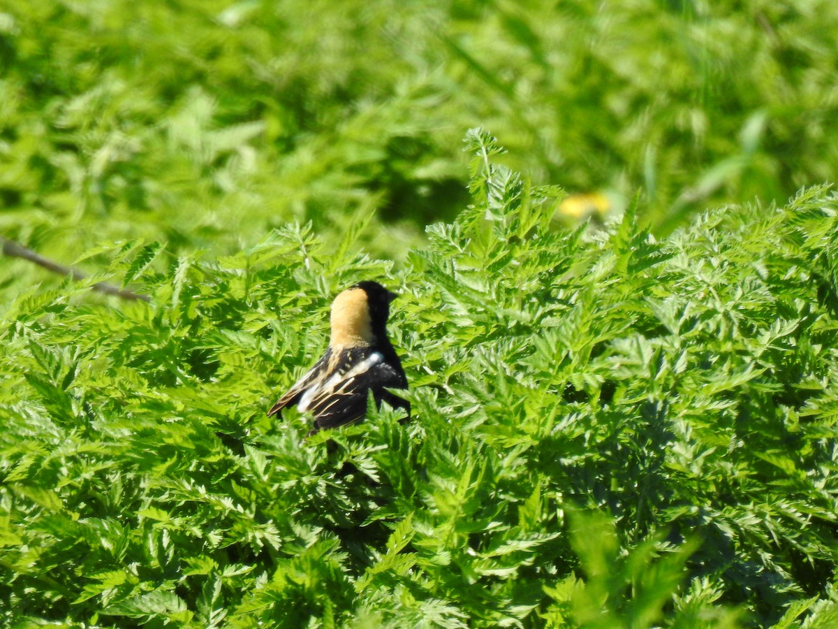 Bobolink - carol villeneuve