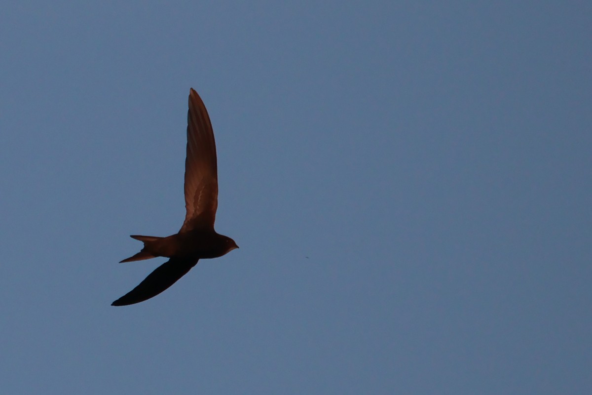 Common Swift - ML619390187