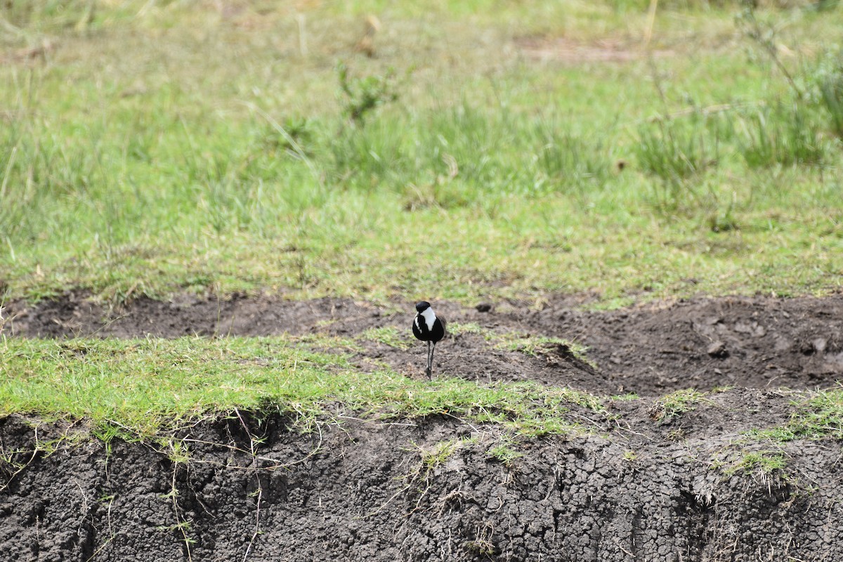 Spur-winged Lapwing - Chris Kieu