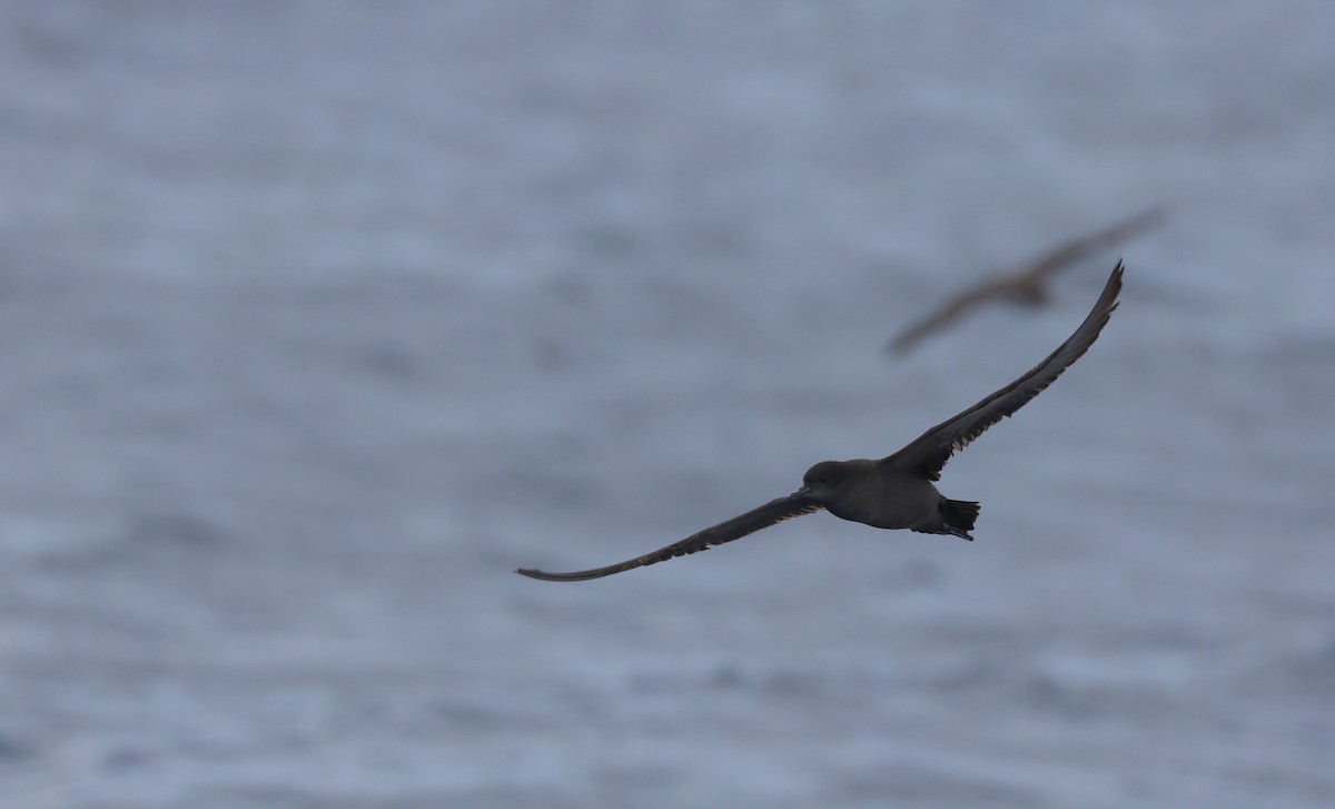 Short-tailed Shearwater - Chi-Hsuan Shao