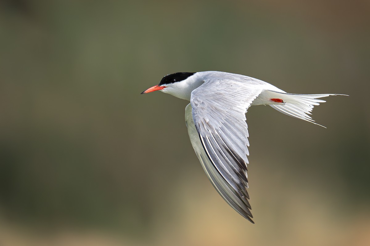 Common Tern - Uriel Levy