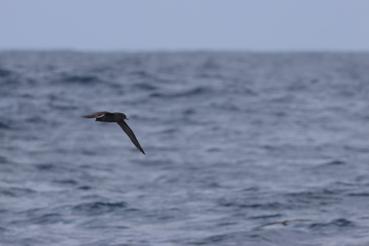 Short-tailed Shearwater - Chi-Hsuan Shao