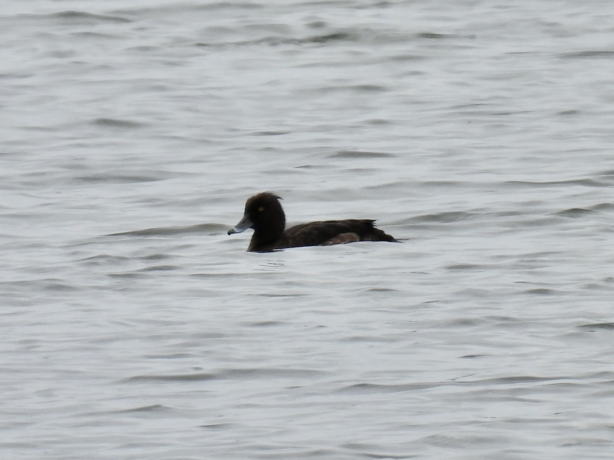 Tufted Duck - ML619390210