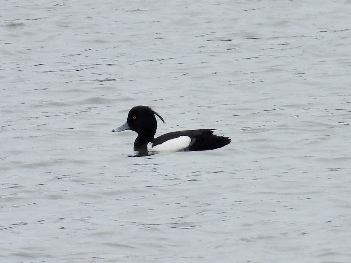 Tufted Duck - ML619390212