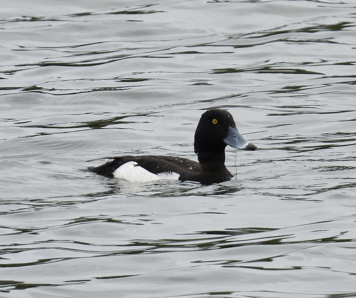 Tufted Duck - Stan Arnold