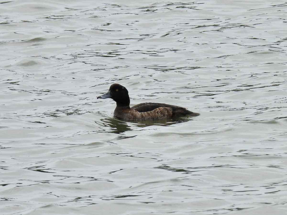 Tufted Duck - ML619390214