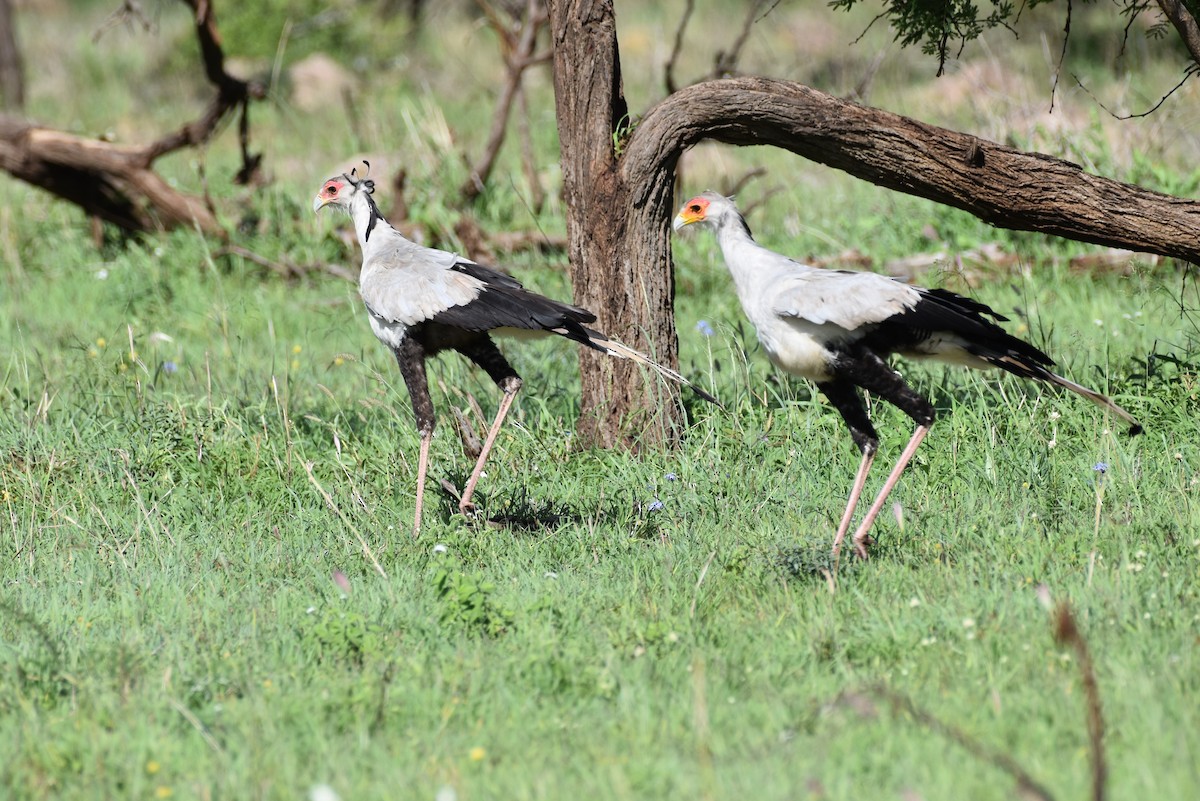 Secretarybird - Chris Kieu