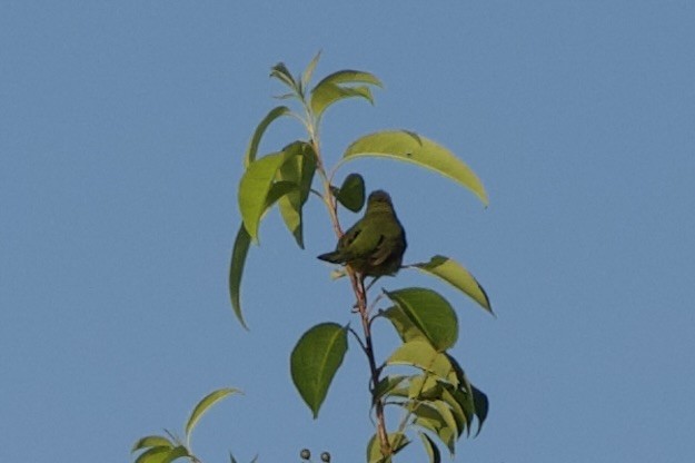Painted Bunting - ML619390219