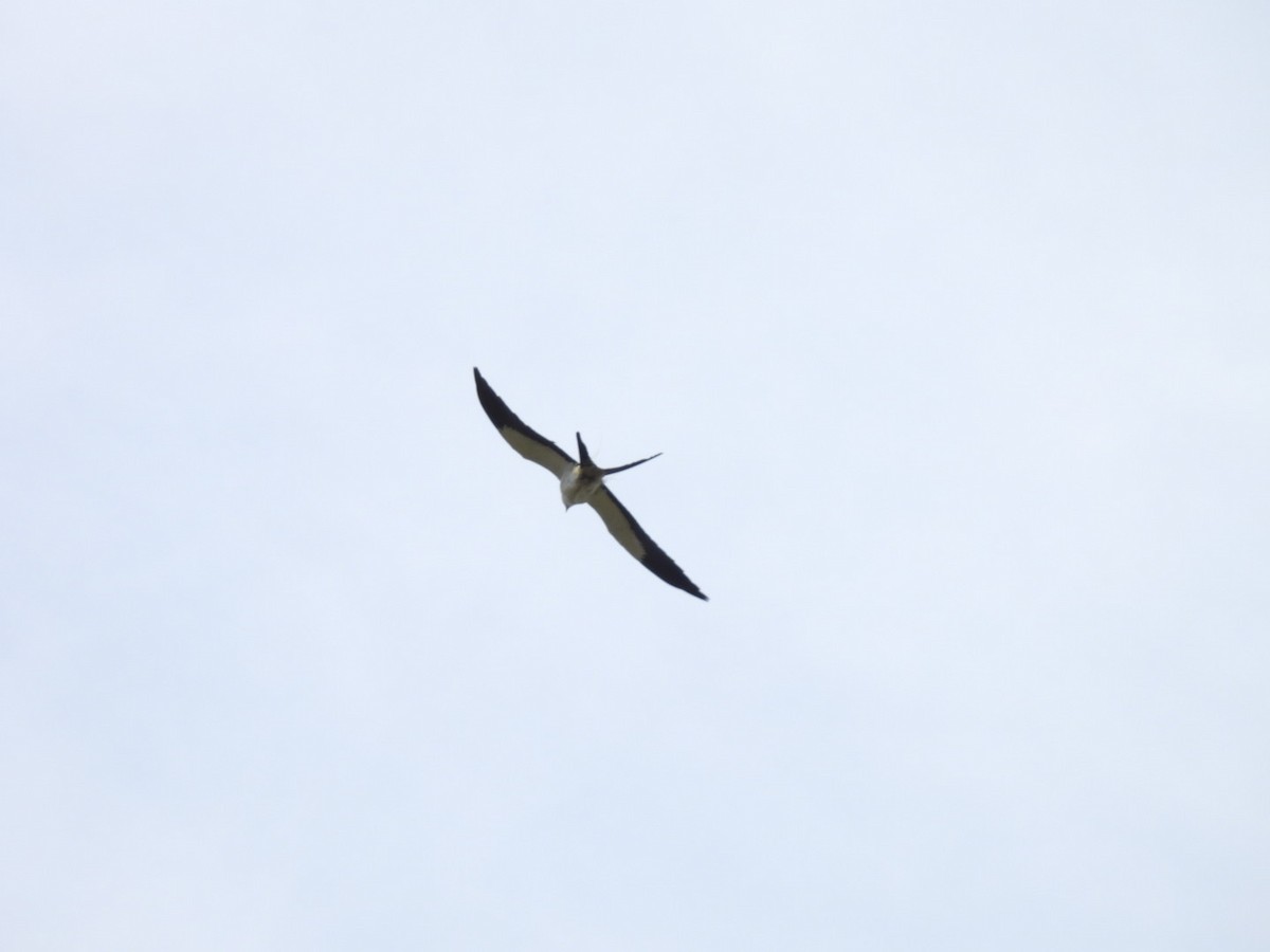 Swallow-tailed Kite - Eunice Benko @bahianaii