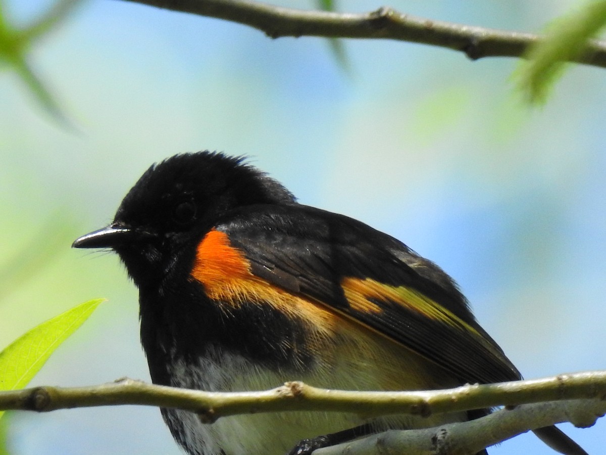 American Redstart - carol villeneuve