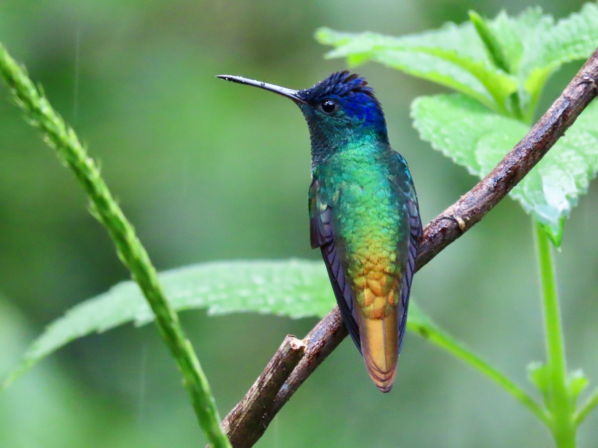 Golden-tailed Sapphire - Greg Vassilopoulos