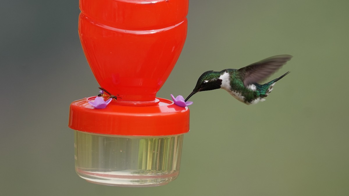 Colibrí Abejorro - ML619390255