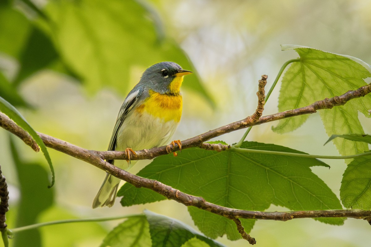 Northern Parula - Doug Norwood